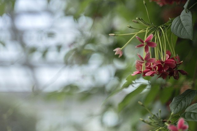 Kostenloser Download Quisqualis Indica Blumen Pflanzen - kostenloses kostenloses Foto oder Bild zur Bearbeitung mit GIMP Online-Bild-Editor