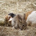 Rabbit and mouse  screen for extension Chrome web store in OffiDocs Chromium