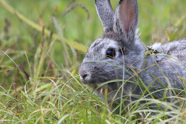 Безкоштовно завантажити кролик і домашню тварину кролик сірий кролик безкоштовне зображення для редагування за допомогою безкоштовного онлайн-редактора зображень GIMP