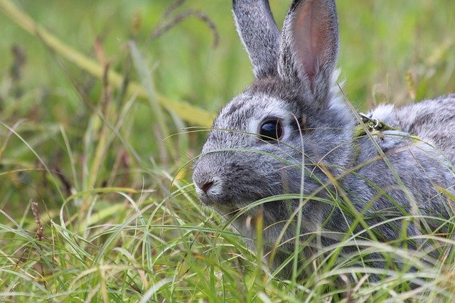 Descarga gratuita de conejo, una mascota, conejo, conejo gris, imagen gratuita para editar con el editor de imágenes en línea gratuito GIMP.