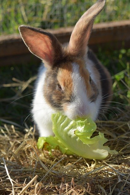Free download rabbit farmer rabbit domestic rabbit free picture to be edited with GIMP free online image editor