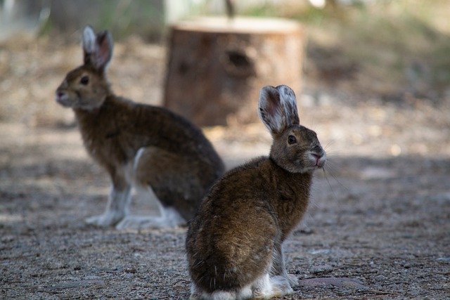 تنزيل مجاني لأرانب حيوانات آذان أرنب صورة مجانية ليتم تحريرها باستخدام محرر صور مجاني على الإنترنت من GIMP