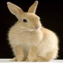 rabbit wallpaper  screen for extension Chrome web store in OffiDocs Chromium