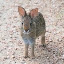 Rabbit with pricked ears  screen for extension Chrome web store in OffiDocs Chromium