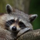 Raccoon  screen for extension Chrome web store in OffiDocs Chromium
