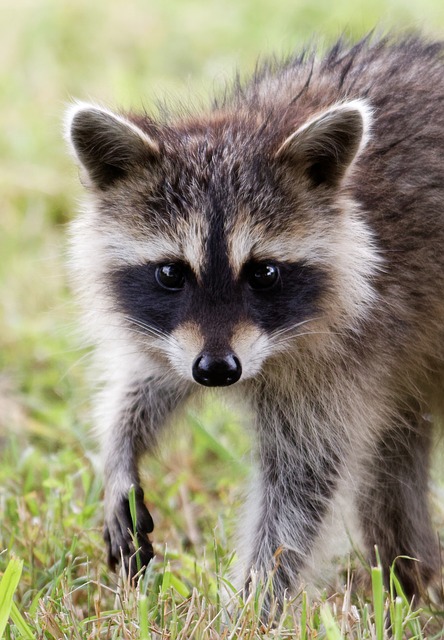 ດາວໂຫຼດຟຣີ raccoon baby cute animal wildlife free picture to be edited with GIMP free online image editor