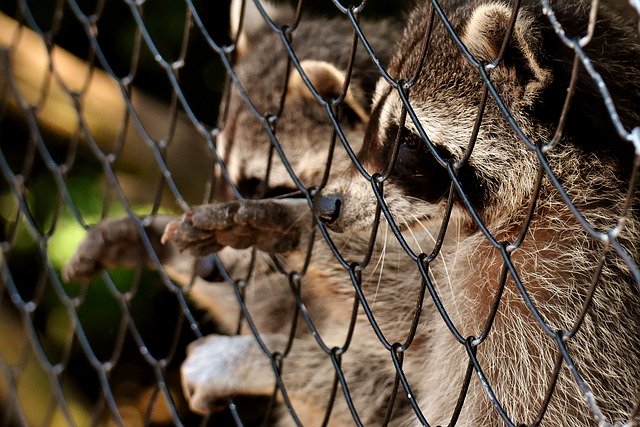 Free download raccoon beg wild animal furry free picture to be edited with GIMP free online image editor