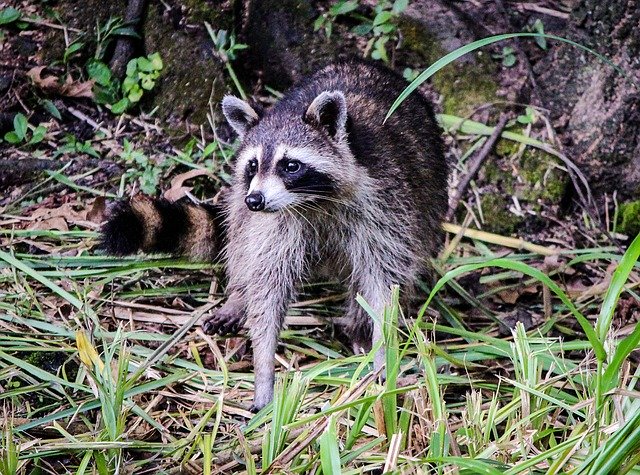 ดาวน์โหลดฟรีแรคคูนคูน North American raccoon ฟรีรูปภาพที่จะแก้ไขด้วย GIMP โปรแกรมแก้ไขรูปภาพออนไลน์ฟรี