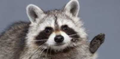 Free download Raccoon free photo or picture to be edited with GIMP online image editor
