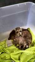 Free download Raccoons free photo or picture to be edited with GIMP online image editor