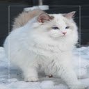 Ragdoll cat wallpaper  screen for extension Chrome web store in OffiDocs Chromium