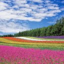 Rainbow colored flowers  screen for extension Chrome web store in OffiDocs Chromium