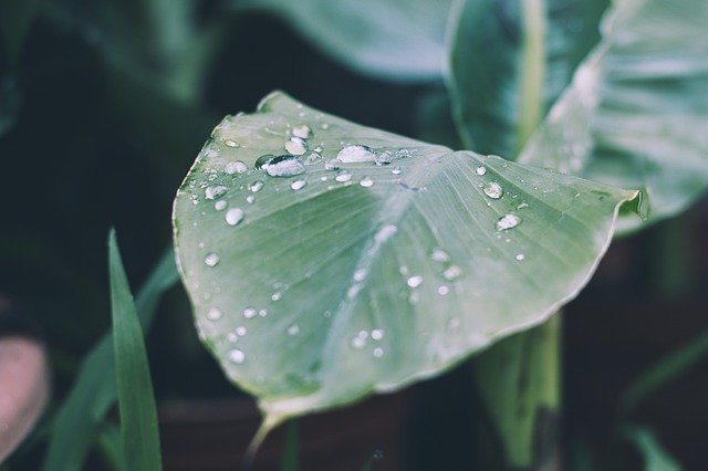 Free download rain drop of water raindrop leaf free picture to be edited with GIMP free online image editor