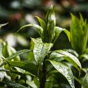 Raindrops and Leaves  screen for extension Chrome web store in OffiDocs Chromium