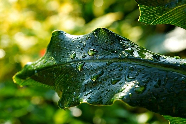 Free download raindrops leaves philodendron free picture to be edited with GIMP free online image editor