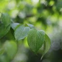 Raindrops on leaves  screen for extension Chrome web store in OffiDocs Chromium