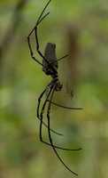 Free download Rainforest Animal Pictures free photo or picture to be edited with GIMP online image editor