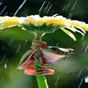 Rain frog wallpaper  screen for extension Chrome web store in OffiDocs Chromium