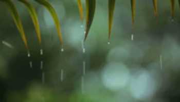 Free download Rain Leaves 6slgxr free photo or picture to be edited with GIMP online image editor