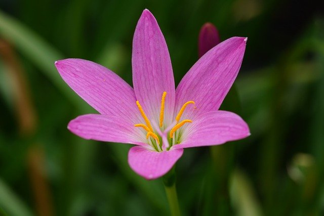 雨ユリの花植物の花びらを無料ダウンロード GIMP 無料オンライン画像エディターで編集できる無料画像