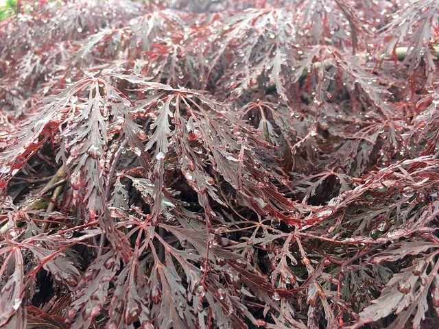Free download rain nature plant spring fresh free picture to be edited with GIMP free online image editor