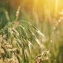 Rain on the grassland  screen for extension Chrome web store in OffiDocs Chromium