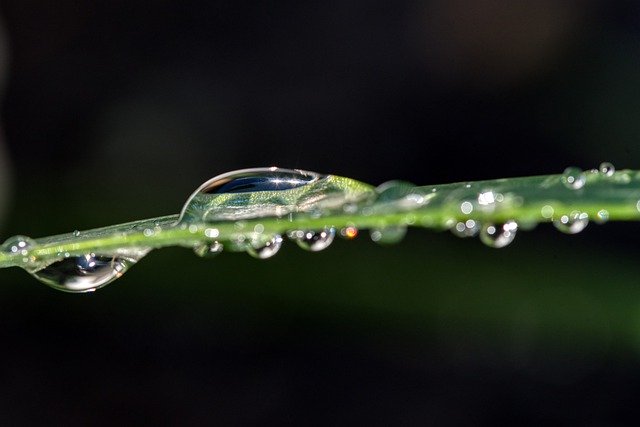 Free download rain water wet drops reflection free picture to be edited with GIMP free online image editor