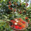 rambutan tree wallpaper  screen for extension Chrome web store in OffiDocs Chromium