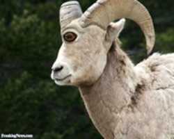 Free download Rams1012020 free photo or picture to be edited with GIMP online image editor