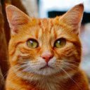 RandomCats Just random photos of cats :)  screen for extension Chrome web store in OffiDocs Chromium