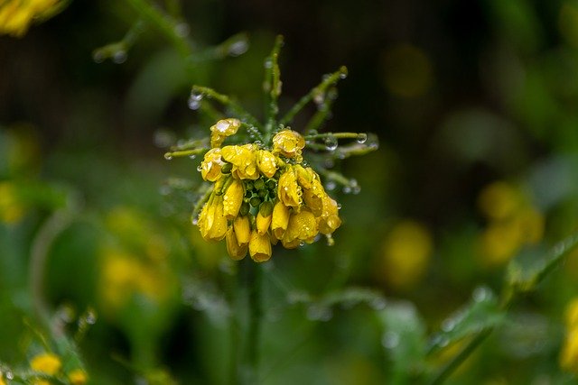 Free download rape dew plant flowers natural free picture to be edited with GIMP free online image editor