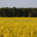 rapeseed field  screen for extension Chrome web store in OffiDocs Chromium
