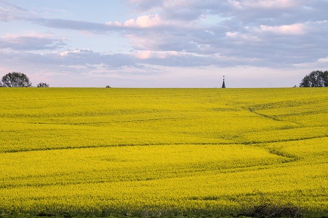 Rapeseed Field Landscape By Offidocs For Office