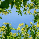 Rapeseed Flowers Under the Blue Sky  screen for extension Chrome web store in OffiDocs Chromium