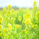 Rapeseed Flower Wallpaper  screen for extension Chrome web store in OffiDocs Chromium