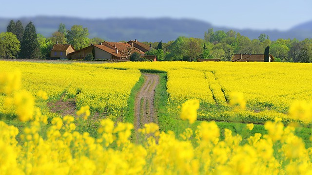 Libreng download rapeseed on the ground pre road libreng larawan na ie-edit gamit ang GIMP free online image editor