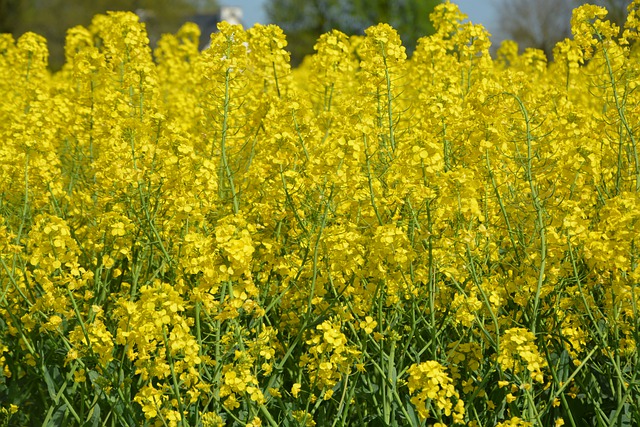 Free download rapeseed yellow flowers free picture to be edited with GIMP free online image editor