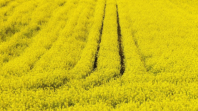 Free download rapeseed yellow flowers field free picture to be edited with GIMP free online image editor