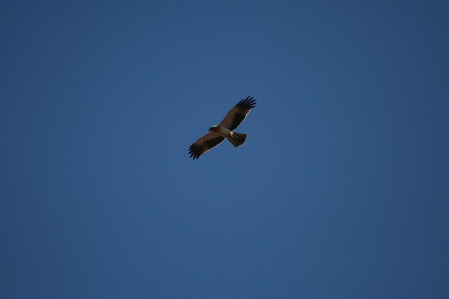 تنزيل Raptor Flight Sky مجانًا - صورة مجانية أو صورة مجانية ليتم تحريرها باستخدام محرر الصور عبر الإنترنت GIMP
