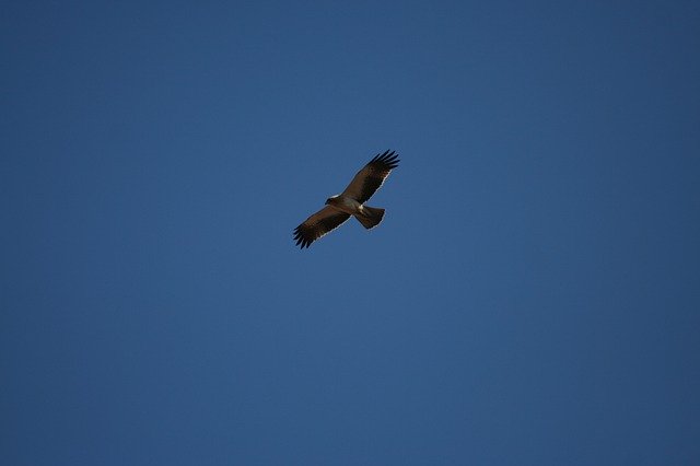 Free download Raptor Flight Sky -  free free photo or picture to be edited with GIMP online image editor