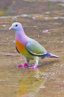 Free download Rare bird, only one in the world free photo or picture to be edited with GIMP online image editor