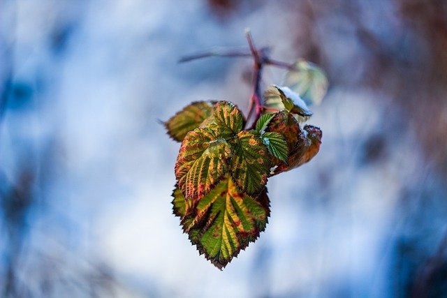 Bezpłatne pobieranie darmowego obrazu zimowego liścia maliny do edycji za pomocą bezpłatnego edytora obrazów online GIMP