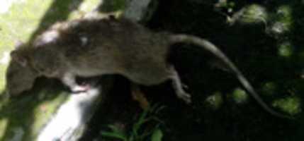 Free download Ratas free photo or picture to be edited with GIMP online image editor
