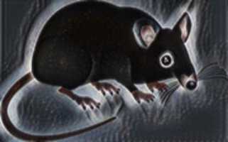 Free download rat free photo or picture to be edited with GIMP online image editor