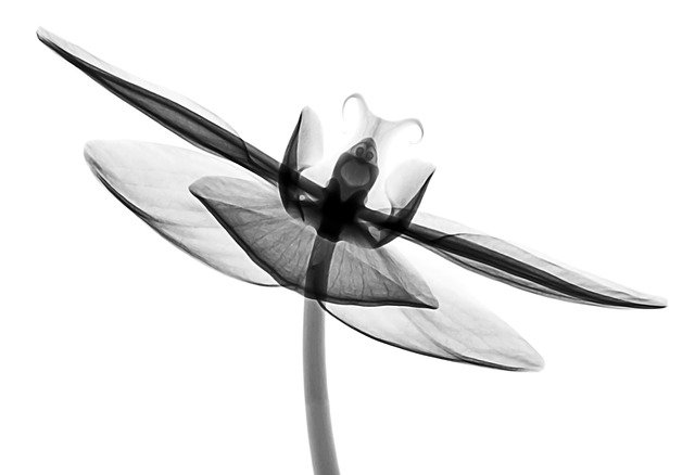 Free download Xray Flower Orchid -  free illustration to be edited with GIMP free online image editor