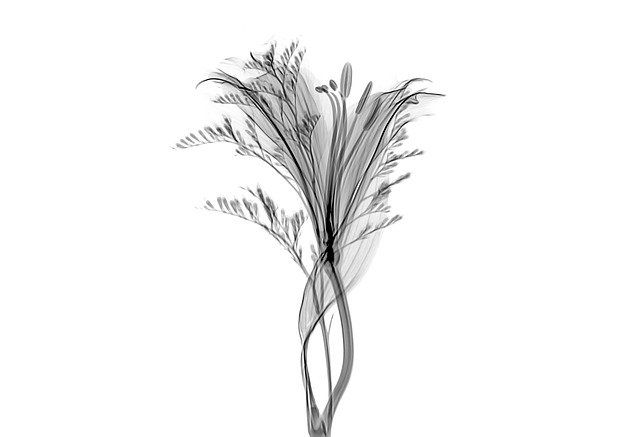 Free download Xray X-Ray Radiological -  free photo or picture to be edited with GIMP online image editor
