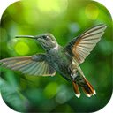 Realistic view of beautiful hummingbirds in their natural habitat  screen for extension Chrome web store in OffiDocs Chromium