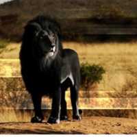 Безкоштовно скачати Recreation of a black lion. безкоштовне фото або зображення для редагування за допомогою онлайн-редактора зображень GIMP