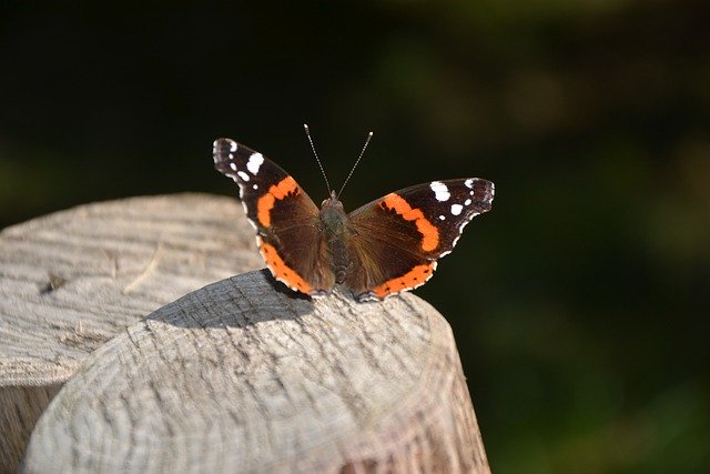 Téléchargement gratuit de l'image gratuite d'insecte papillon amiral rouge à éditer avec l'éditeur d'images en ligne gratuit GIMP