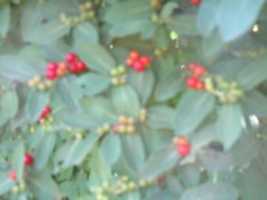 Free download Red and Green Berries at the State Preserve free photo or picture to be edited with GIMP online image editor